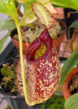 Artikel Bild: Nepenthes X hookeriana / inkl. Kultursubstrat