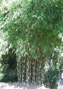 Artikel Bild: GR-Burmese Timber Bambus