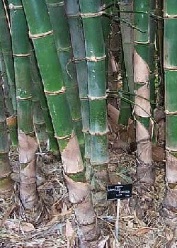 Artikel Bild: GR-Bhaluka - Bambus