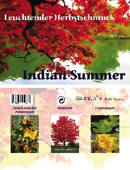 Artikel Bild: Indian Summer
