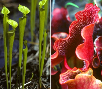 Artikel Bild: Rote und grüne Schlauchpflanze (Mix) / inkl. Kultursubstrat