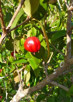 Artikel Bild: Barbadoskirsche / Acerolafrucht