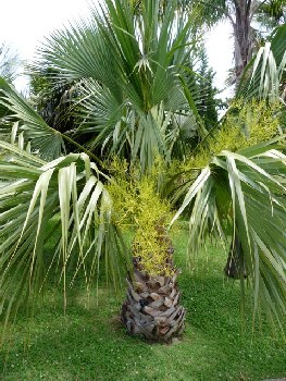 Artikel Bild: Guadeloupe Palme