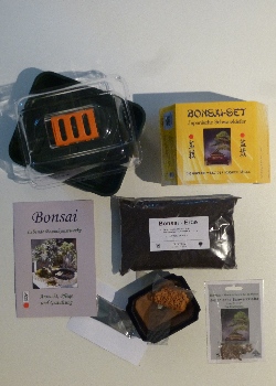 Artikel Bild: Anzucht-Set Bonsai - Japanische Schwarzkiefer
