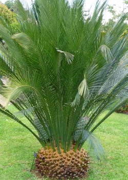 Artikel Bild: Australischer Palmfarn