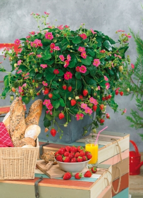 Artikel Bild: GE-Topf-Erdbeere `Toscana F1`