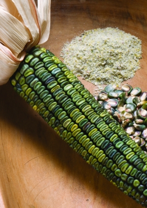 Artikel Bild: Mais - Gemüse/Ziermais - "Oaxacan Green"