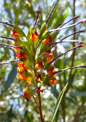 Artikel Bild: Byfield Spider Flower