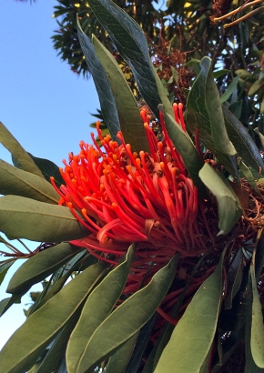 Artikel Bild: Queensland Baum-Waratah