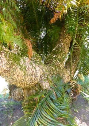 Artikel Bild: Ananas-Palmfarn