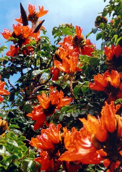 Artikel Bild: Afrikanischer Tulpenbaum