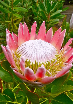 Artikel Bild: PR - Rosa Riesen-Protea