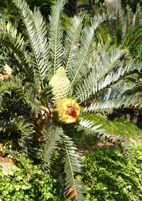 Artikel Bild: Afrikanischer Palmfarn