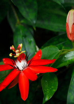 Artikel Bild: Rote Passionsblume