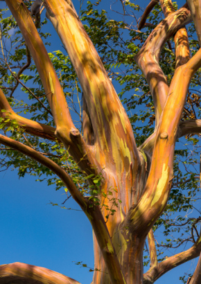 Artikel Bild: Regenbogen-Eukalyptus