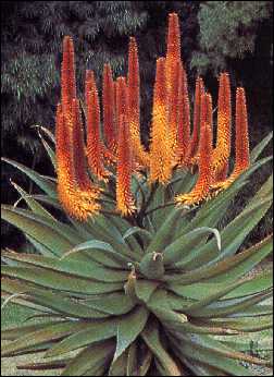 Artikel-Bild-K-Feuer - Aloe