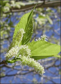 Artikel-Bild-Weißer Maulbeerbaum
