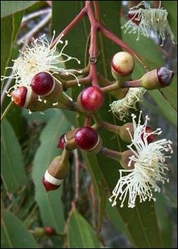 Artikel-Bild-Zitronen-Eucalyptus