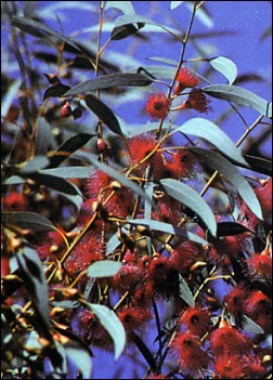 Artikel-Bild-Weißer Eucalyptus