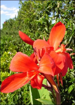 Tropica Indisches Blumenrohr - 20 Samen Canna indica Wasserpflanzen 