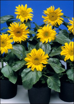 Artikel-Bild-Sonnenblumen: Sunspot
