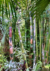 GR-Tropischer Bambus
