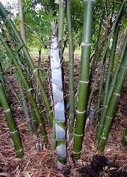 Artikel-Bild-GR-Regenwald - Bambus