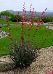 Artikel-Bild-Rote Yucca
