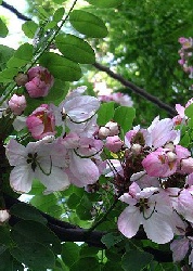Apfelblüten - Kassie