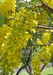 Indischer Goldregen / Gelbe Kassie