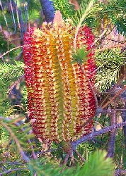 Artikel-Bild-Rote Sumpf - Banksia