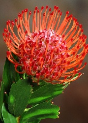 Artikel-Bild-Pincushion Protea