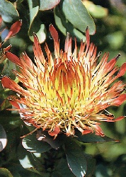 Artikel-Bild-Protea exima