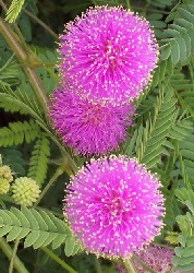 Artikel-Bild-Großblütige Mimose Pink Sparkles