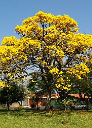 Gelber Jacaranda