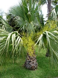 Guadeloupe Palme