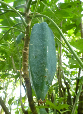 Artikel-Bild-Berg-Papaya