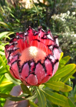 Artikel-Bild-PR - Pink Mink - Protea