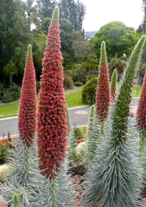Riesiger Roter Teide-Natternkopf Die beeindruckenste Pflanze der Welt Samen 