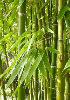 GR- Smaragd-Bambus