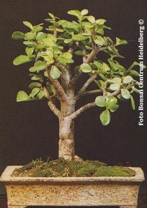 Artikel-Bild-B - Südafrikanischer Jadebaum / Zimmerbonsai