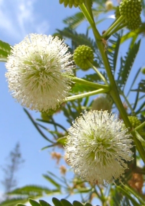 Weißkopf-Mimose