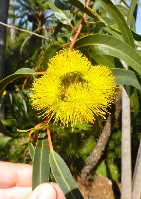 Eukalyptus-gelbblühend
