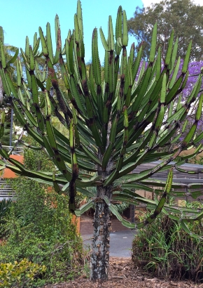 Artikel-Bild-K - Afrikanische Baum-Euphorbia