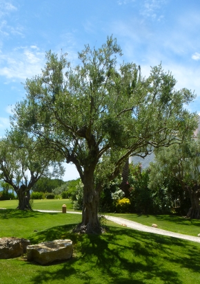 Ölbaum / Olive