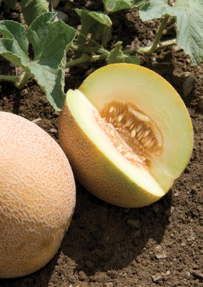 Artikel-Bild-GE - Ananas-Melone `San Juan`