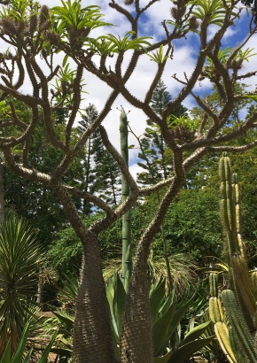 K - Große Madagaskarpalme