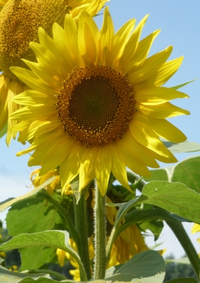 Artikel-Bild-SB - Sonnenblume-Golden Dream