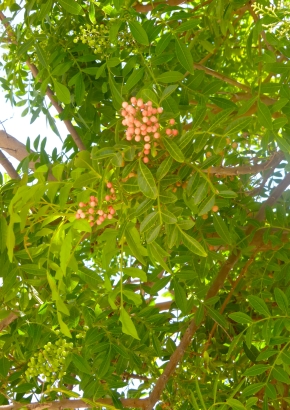 Brasilianischer Pfefferbaum