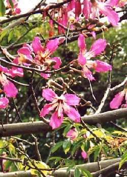 Brasilianischer Florettseidenbaum